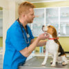 Online Consultation & Treatment-Dogs