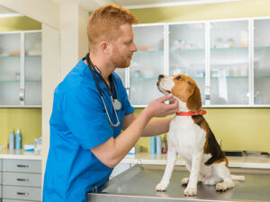 Online Consultation & Treatment-Dogs