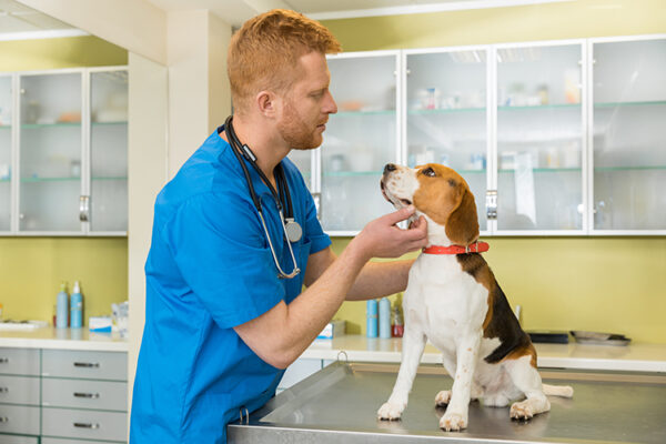 Online Consultation & Treatment-Dogs